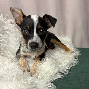 Pumpkin D26-170, Queensland Heeler, available for adoption