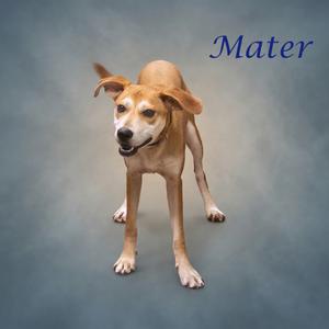 A light brown dog standing on a gray background with the word "Mater" written in blue text above it.