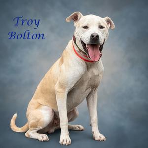 A light-colored dog sitting with its mouth open, wearing a red collar, against a gray background. The text "Troy Bolton" is written in blue on the left side of the image.