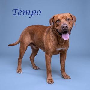 Tempo D26-115, Retriever, Labrador, adult, available for adoption