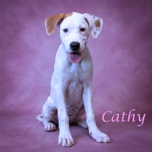 Cathy D26-146, Great Dane, available for adoption