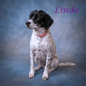 Linda D26-060, Hound, adult, available for adoption