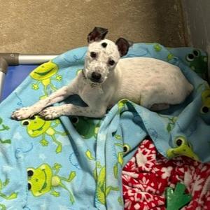 Acorn D26-173, Queensland Heeler, available for adoption