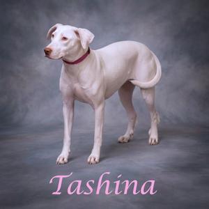Tashina D26-062, Weimaraner, adult, available for adoption