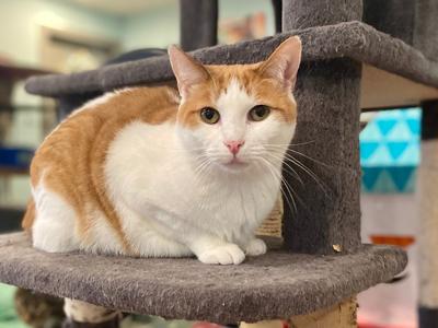 Amelia, adult, available for adoption