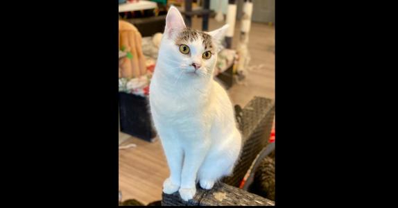 Barbie, adult, available for adoption