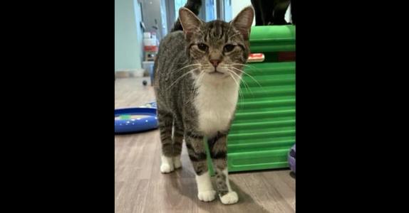 BaeBae, adult, available for adoption