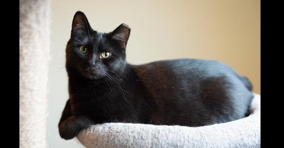 Binx, adult, available for adoption
