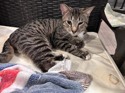 Busser, adult, available for adoption