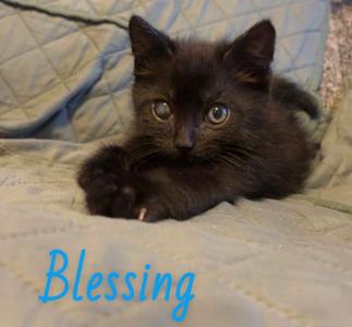 Blessing, kitten, available for adoption