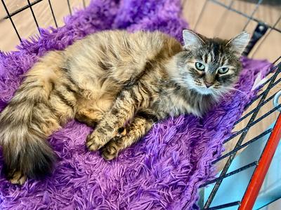 Cleo, adult, available for adoption