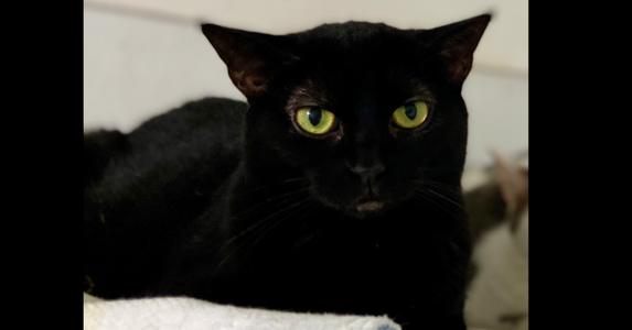 A black cat with green eyes.