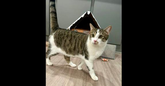 Camo, adult, available for adoption