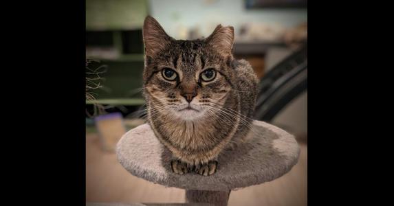 Alicia, adult, available for adoption
