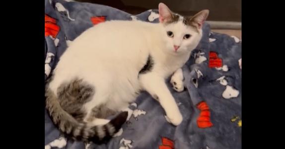 Chardonnay, adult, available for adoption