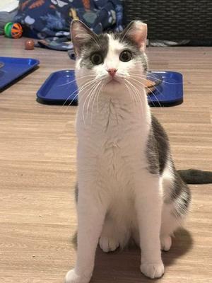 A white and gray cat sitting on a wooden floor, looking up with wide eyes.