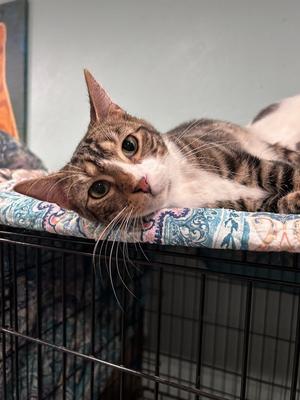 Brik, young, available for adoption