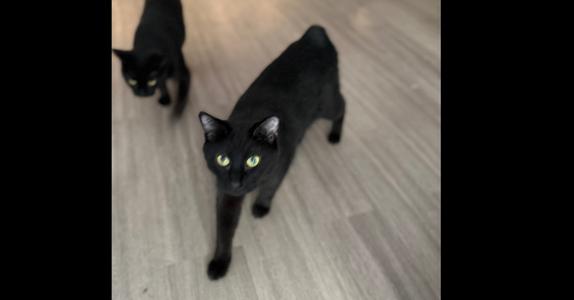 Blackbeard, adult, available for adoption
