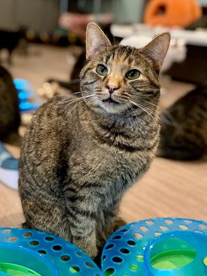 Candy, adult, available for adoption