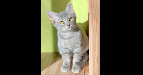 Chips, adult, available for adoption