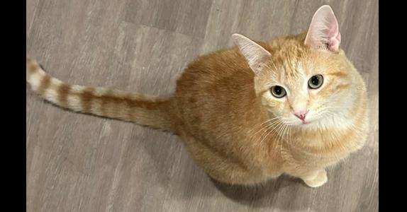 Cara, adult, available for adoption