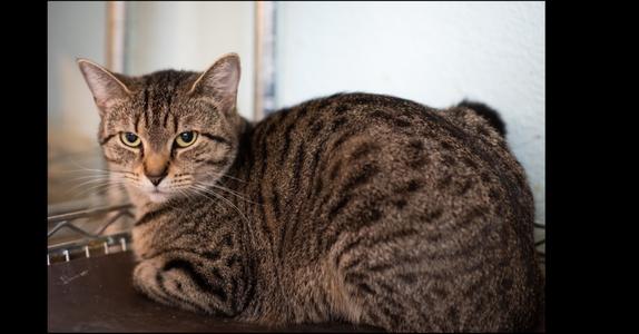 Bonni, adult, available for adoption