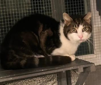 Carlo, adult, available for adoption