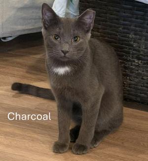 A gray cat sitting on a wooden floor with the word "Charcoal" written in white text on the left side of the image.