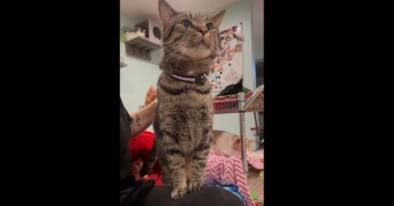 Baby Cakes, adult, available for adoption