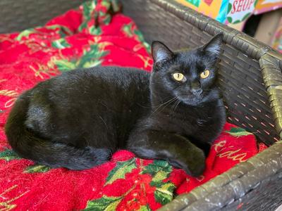 Claire, young, available for adoption