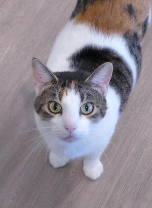 A calico cat with white, black, and brown patches looks up at the camera with green eyes.