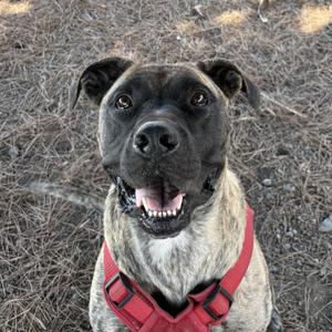 A close-up of a dog with a black and gray coat, wearing a red harness, sitting on dry grass and looking up with its mouth open in a happy expression.