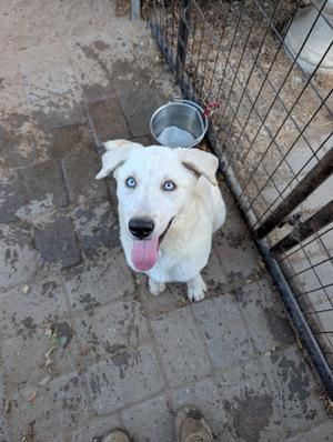 A white dog with blue eyes is sitting on a concrete surface, looking up at the camera with its tongue out. There is a metal bowl behind the dog, and a black wire fence is visible to the right.