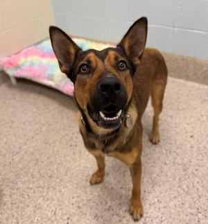 FLETCHER, German Shepherd Dog, young, available for adoption