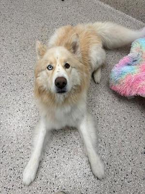 A fluffy white and tan dog with blue eyes lying on a speckled floor, next to a colorful, fluffy toy.