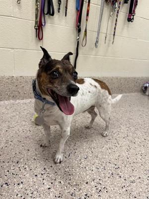 A brown and white dog with a blue collar stands on a speckled floor, looking up with its tongue out. There are several leashes hanging on the wall behind it.