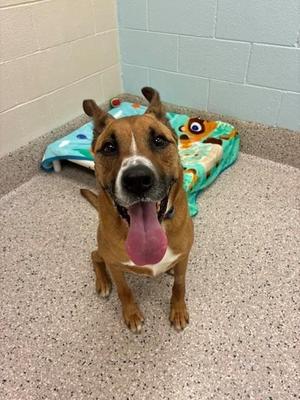 BUKY, German Shepherd Dog / Mixed Breed, adult, available for adoption