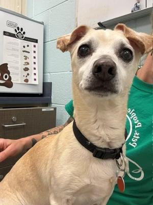 BUDDY, Chihuahua, adult, available for adoption