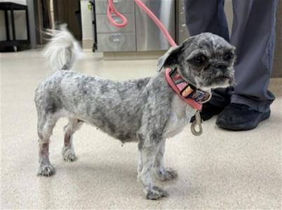 OLGA, Shih Tzu, adult, available for adoption