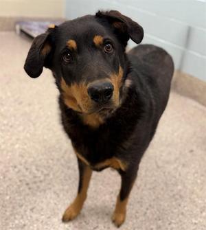 LARRY, Rottweiler, young, available for adoption