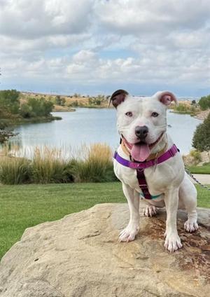 BELLA ANN, Pit Bull Terrier, adult, available for adoption