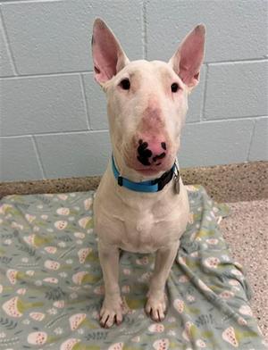 A white bull terrier with a blue collar sitting on a patterned blanket.