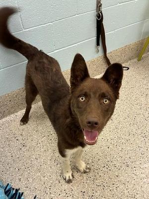 CAPPUCCINO, Border Collie / Mixed Breed, young, available for adoption
