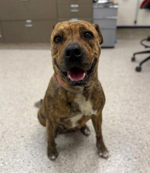 BELLA BOO, Pit Bull Terrier / Mixed Breed, adult, available for adoption