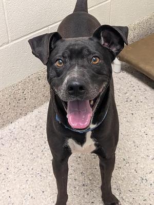 KEATON, Pit Bull Terrier / Mixed Breed, adult, available for adoption