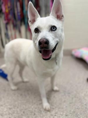 A white dog with blue eyes and a black nose, standing on a carpeted floor, looking at the camera with its mouth open and tongue out.