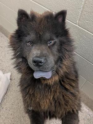A fluffy black dog with blue eyes and a gray tongue sticking out, standing in front of a tiled wall.