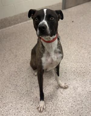 A black and white dog with a red collar sitting on a concrete floor.