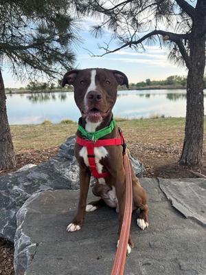 GOOSE, Pit Bull Terrier, young, available for adoption