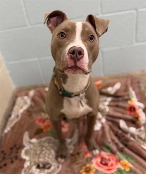 KEVIN, Pit Bull Terrier, young, available for adoption